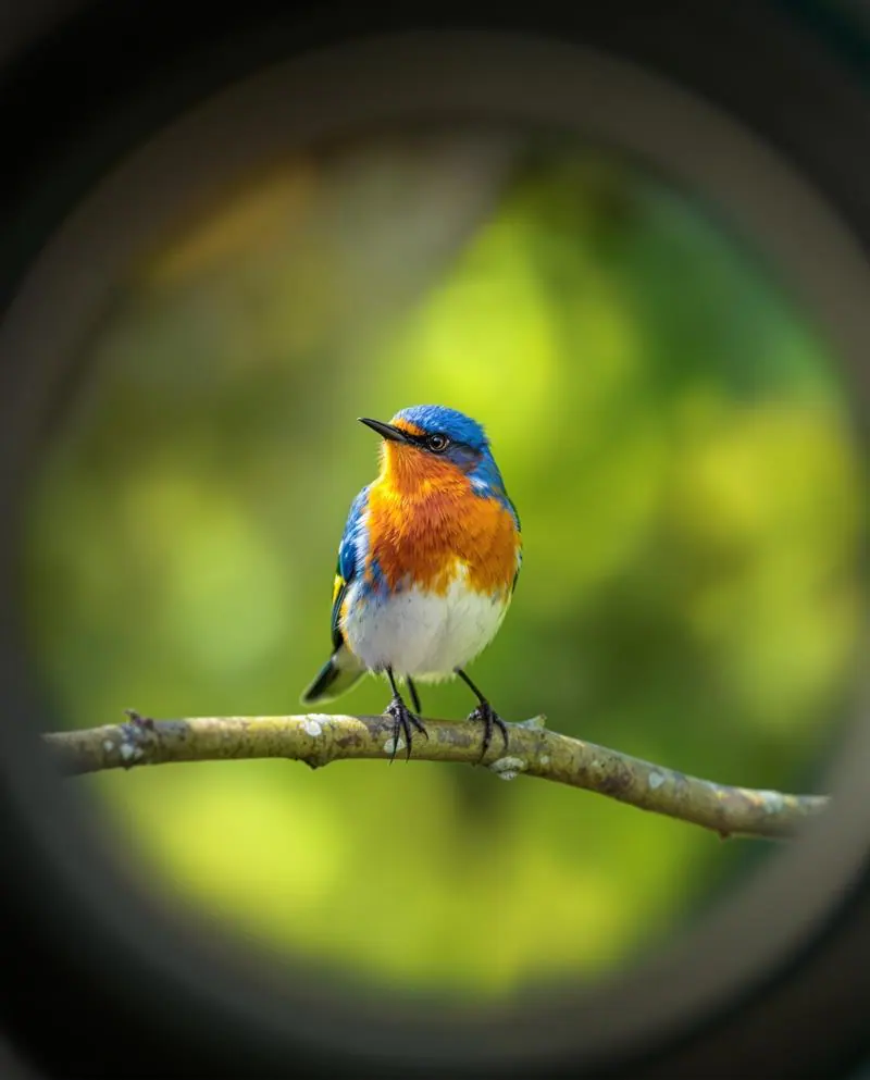 Birdwatching binoculars and outdoor optics
